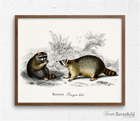Raccoon Print Vintage Wildlife Poster Printable Antique Book Etsy