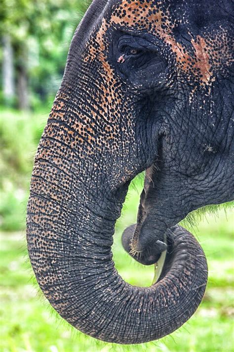 Portrait Of Asian Elephant Elephas Maximus Stock Photo