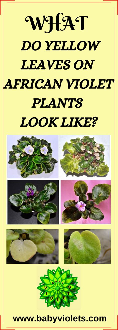 Remove dead flowers and leaves as soon as you. Yellow Leaves on African Violet Plants | Violet plant ...
