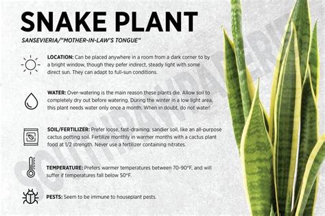 How To Care For Snake Plant Indoor Octopussgardencafe