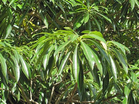 Quinine Tree Rauvolfia Caffra In Orange County Ca California Ca At