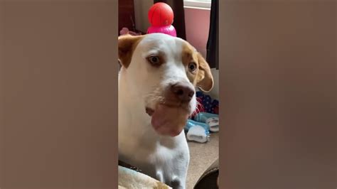 Dog Eating Peanut Butter Youtube