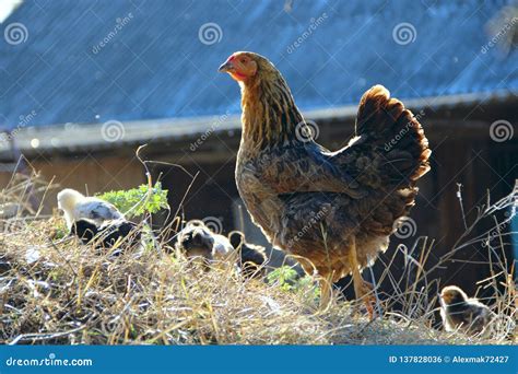 Small Chickens Go With Mother Hen In Poultry Domestic Birds In Yard