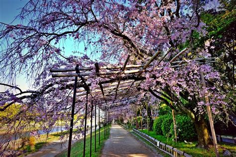 Visit 4 Cherry Blossom Sightseeing Spots In Kyoto Japan Klook