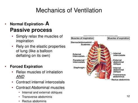 Ppt Pulmonary Ventilation Powerpoint Presentation Free Download Id