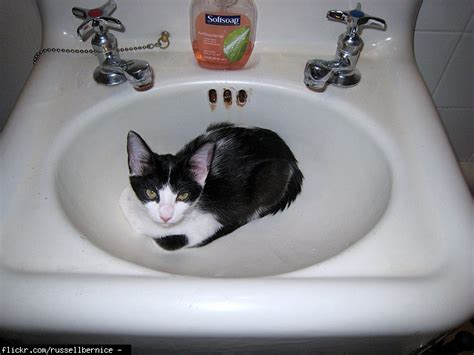 If it cleans your dishes, can it clean your hands? Cat bath with dishwashing soap? (kittens, safe, smelling ...