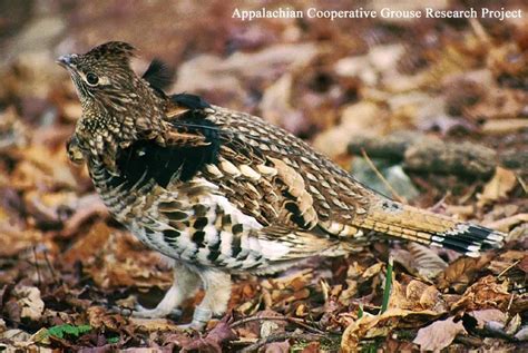 Ruffed Grouse State Of Tennessee Wildlife Resources Agency