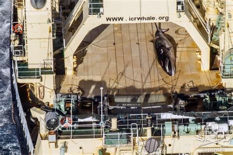 Photos Show Japanese Whaling Off Antarctica Group Says Bbc News