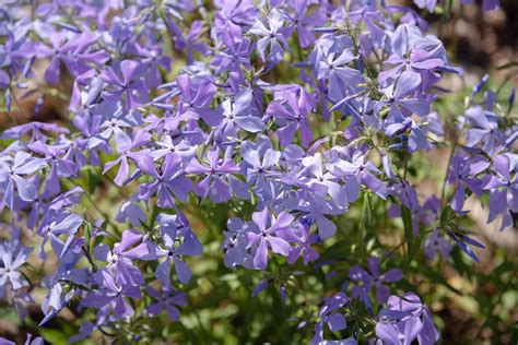 Woodland Phlox Plant Care And Growing Guide
