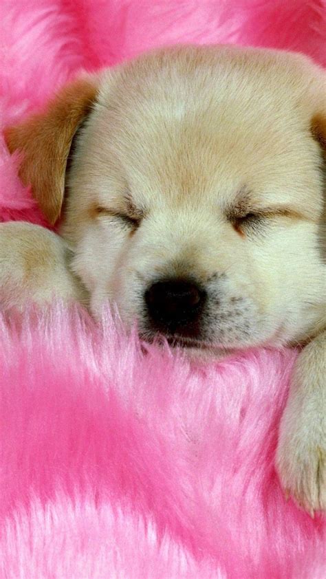 Cute Puppy Wallpapers For Phone Free For Commercial Use High Quality