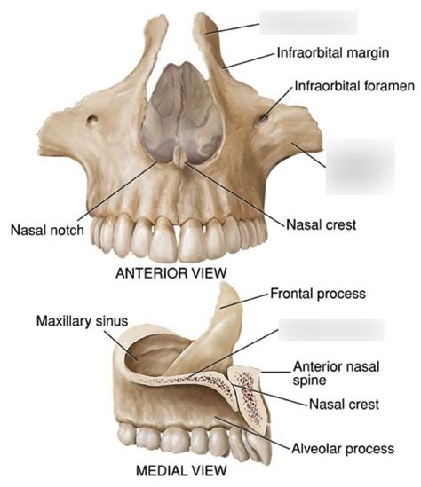 Maxilla Bone Palatine Process Alveolar Process Dental My Xxx Hot Girl