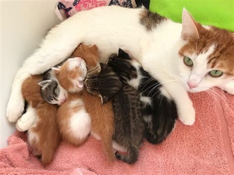 Kitsap Humane Society Fostering Kittens Is Rewarding