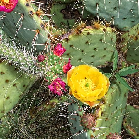 Sedona Desert Cactus Rose Bloom Desert Cactus Floral Wreath