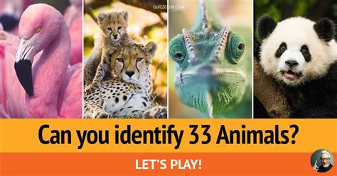 Can You Identify 33 Animals Every Trivia Quiz Quizzclub