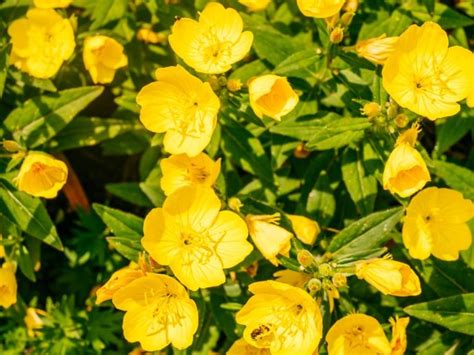 How To Grow Yellow Evening Primrose Plants