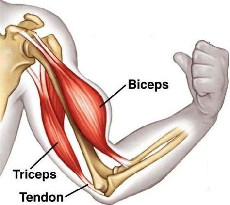 Muscles of the shoulder can be subdivided into a variety of groups depending on origin, topography, function or innervation. Biceps Tenotomy & Repair