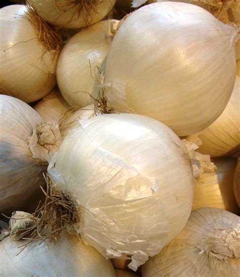 Onion White Sweet Spanish St Clare Heirloom Seeds Heirloom And
