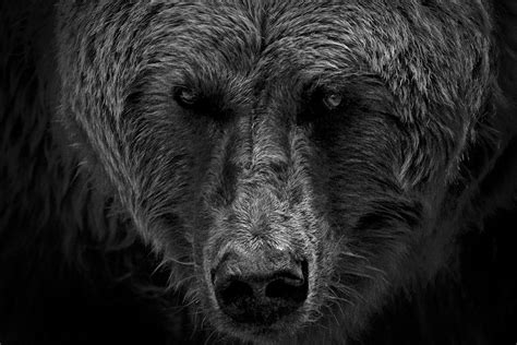 Serious Kodiak Bear Animal Photography Bear