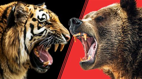 Quem Venceria A Briga Um Tigre Siberiano Ou Um Urso Pardo Russia