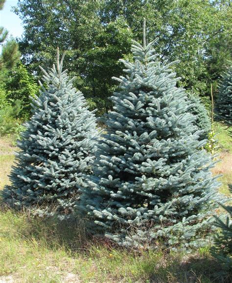 For additional complimentary accents see the many wreaths. Wholesale Christmas Tree Photos | Holiday Trees Inc