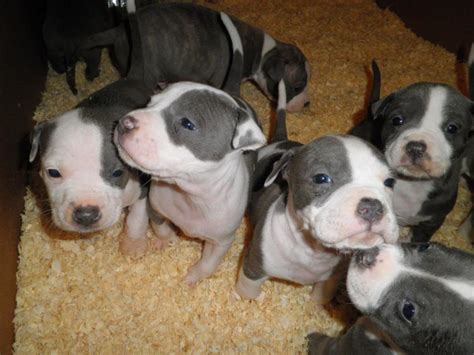 He is up to date on all vaccines and neute.read more. American Staffordshire Pit Bull Terrier Puppies | PetHelpful