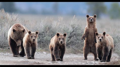 Grizzly Bear Cubs The Best Of In K Wildlife Photography Grand Teton Park Jackson
