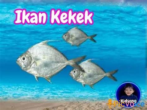 Download lagu ikan keke mp3 gratis dalam format mp3 dan mp4. LAGU KANAK2 IKAN KEKEK - YouTube