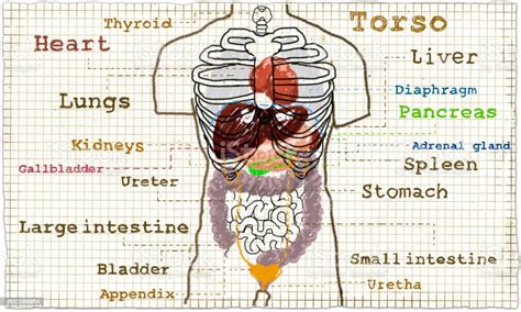 The reproduction system in males the penis, scrotum, testicles (testes), vas deferens, seminal vesicles, prostate gland, and the urethra. Torso Inner Anatomy Stock Illustration - Download Image ...