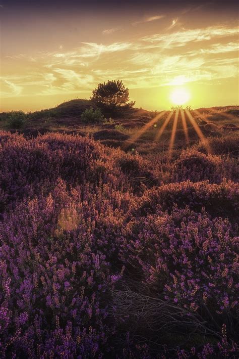 Sundxwn Heather Sunstar Field By Patrick De Graaf Sunset