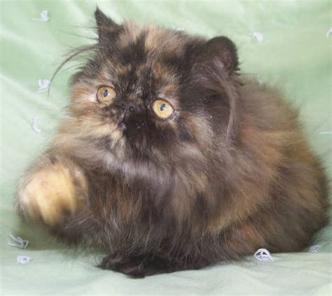 Your best shot would be to stalk your local shelters. Persian Kittens for sale in WV FOR SALE ADOPTION from ...
