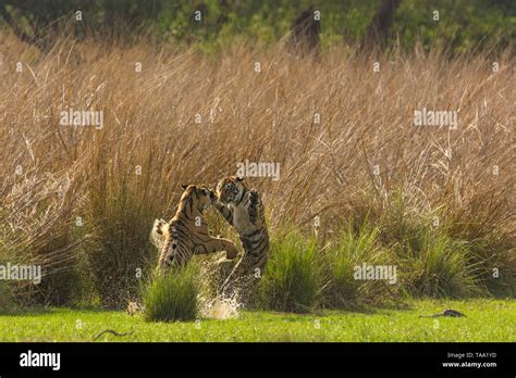 Bengal Tiger Fighting In Ranthambhore National Park Rajasthan India