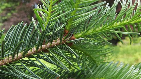 Abies Nordmanniana Trees And Shrubs Online