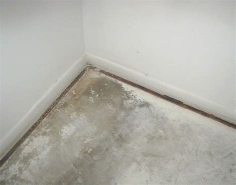 Unfortunately, there's not much that can be done to clean a carpet with visible mold on it. Black Mold On Carpet Tack Strips | Lets See Carpet new Design
