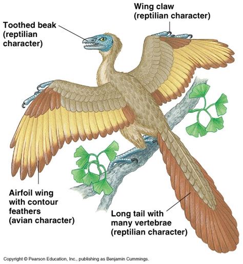 Evolucion De Las Aves Introduccion