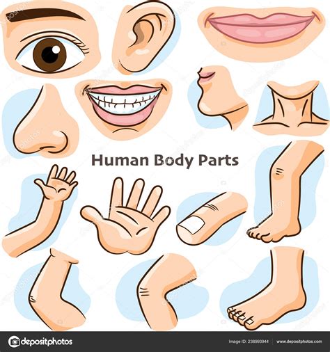 Human Body Parts Different Parts Body Teaching Body Details Cartoon Stock Vector Image By