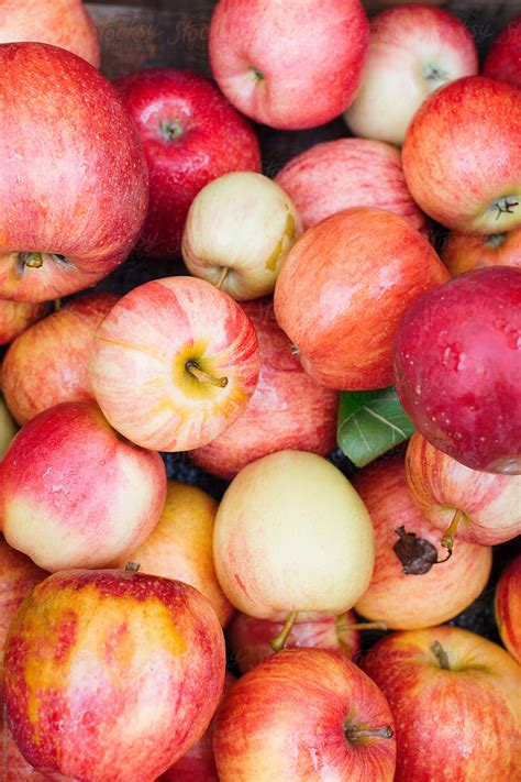 Fresh Gala Apples By Stocksy Contributor Kristin Duvall Stocksy
