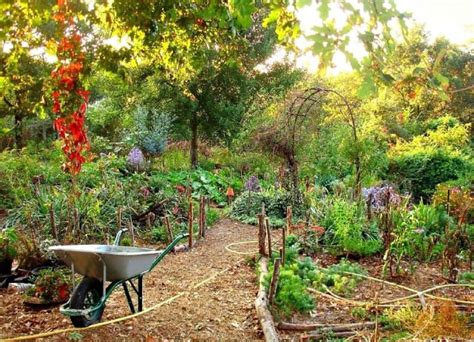 What Is Permaculture Gardening An Intro To Permaculture Design And
