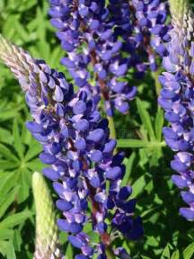 Lupine Stock Photo Image Of Wildflowers Lavender Nature 85920260