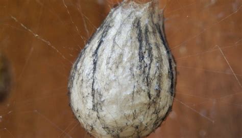 Identify Spider Egg Sacs Kipkis