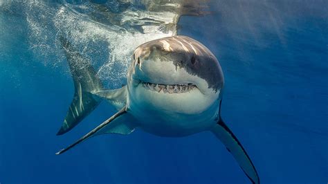 Download Great White Shark Pictures 1920 X 1080