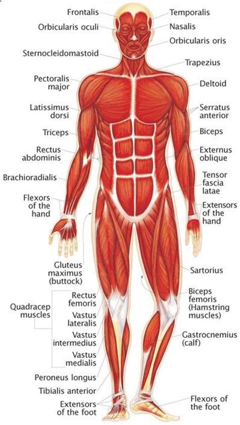 The Human Muscular System Sistema Muscular Humano Anatomía Del