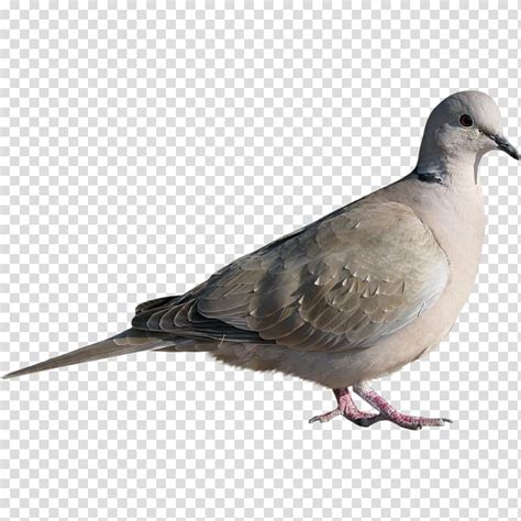 Bird Pigeons And Doves Rock Dove Dove Portable Network Graphics Bird