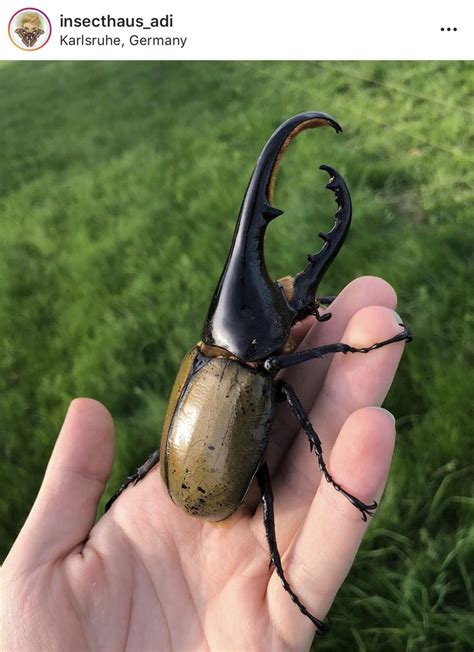 These characteristics lead to several interesting facts about hercules beetles. Hercules beetle | Hercules beetle, Beetle, Art inspiration