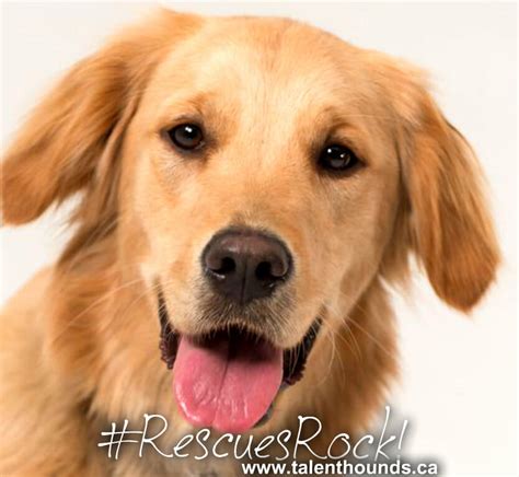 √√ Golden Retriever Adoption Wyoming Usa Buy Puppy In Your Area