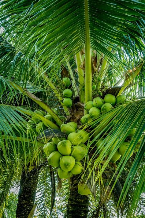 Green Coconut Trees Stock Photo Image Of Agriculture 109242918