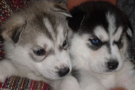 We are looking for a home for this beautiful husky puppy. Siberian Husky puppies for sale | Saltburn By The Sea ...