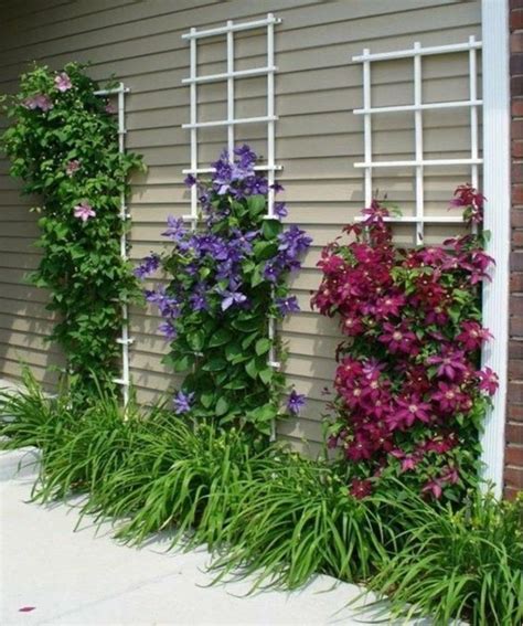 12 Best Climbing Flowers for Pergolas and Trellises ~ Matchness.com