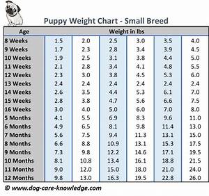 Pitbull Weight Chart By Age Blog Dandk