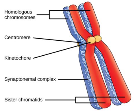 Labeled Chromosome Structure Diagram Img Probe