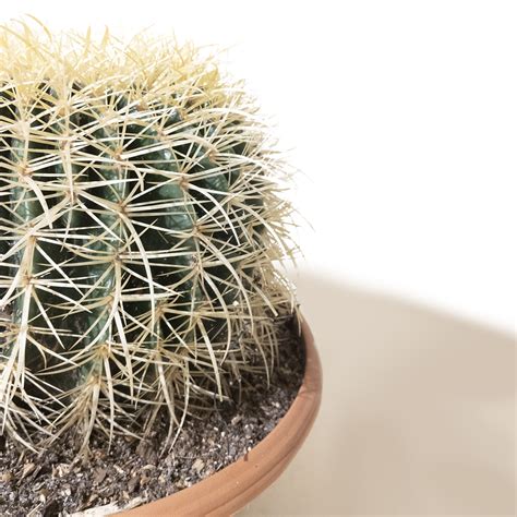 Golden Barrel Cactus 12 Pot 20 Tall Pickup Only Chive Studio